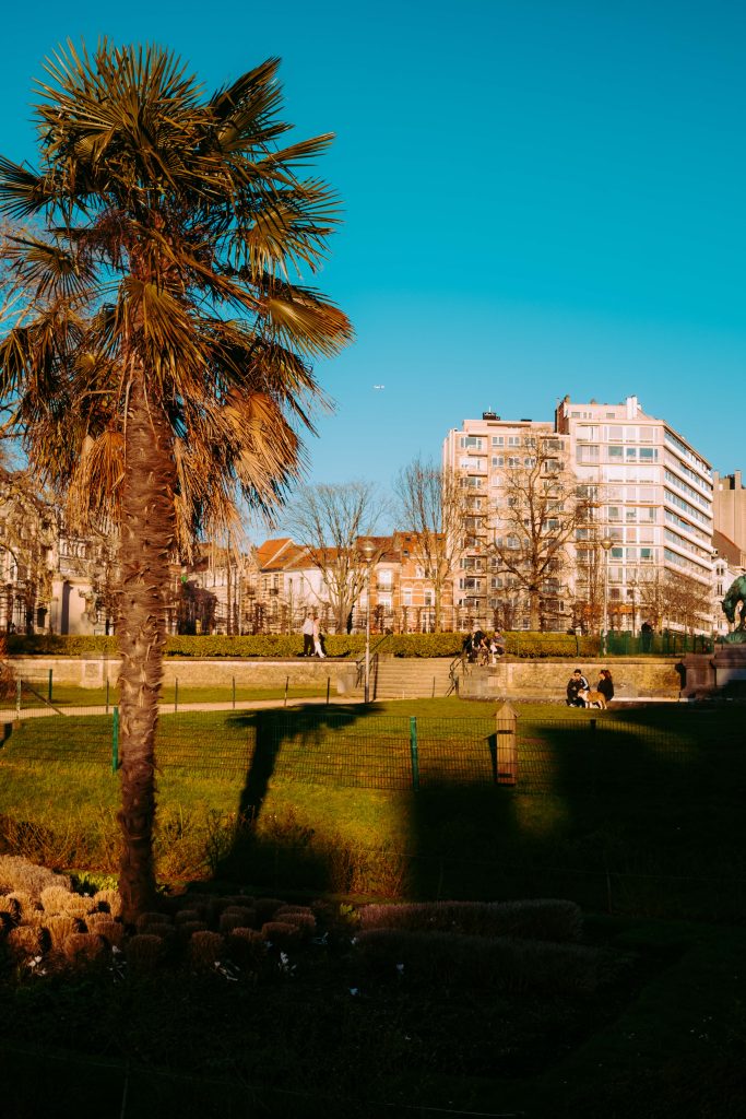 Palm tree casting long shadows in a Brussels park with modern apartment buildings and people enjoying the evening sun.