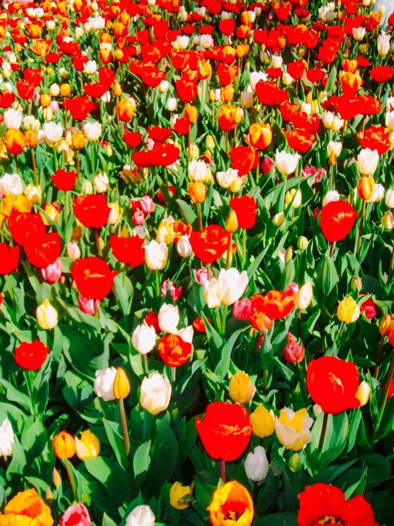 Keukenhof Tulip Gardens